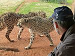 Cheetahs at Werribee zoo