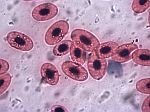 Cells under microscope