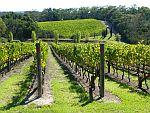 Yarra Valley vineyard