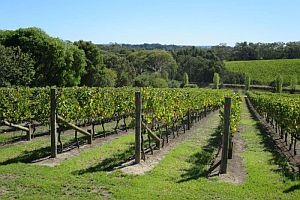 Rows of grape vines